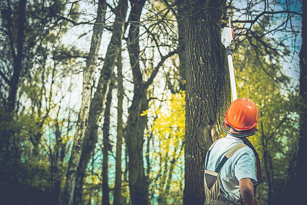 How Our Tree Care Process Works  in  South Shore, KY